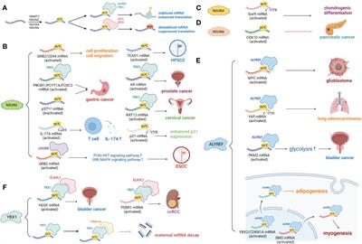 Vital roles of m5C RNA modification in cancer and immune cell biology